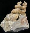 Large, Spiral Gastropod Fossils - Morocco #28836-3